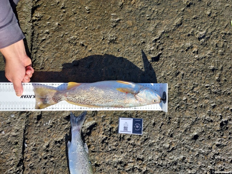 Fish Measure Picture